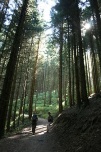 Himelreich forest