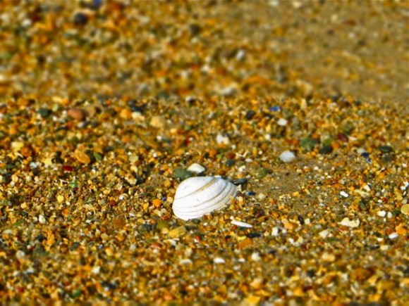 Minature Sea Shell!