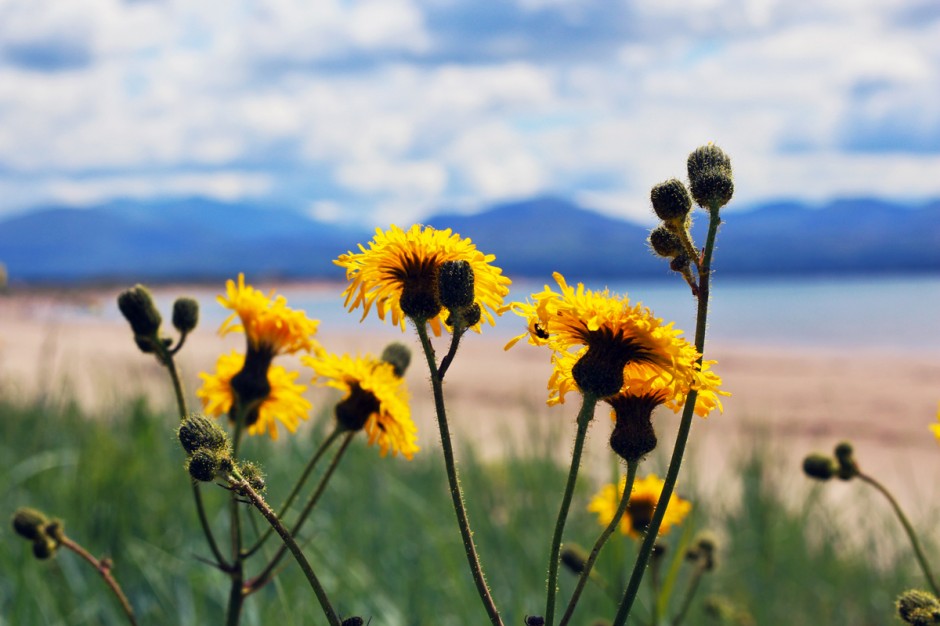 60mm flowers, sea and mountains