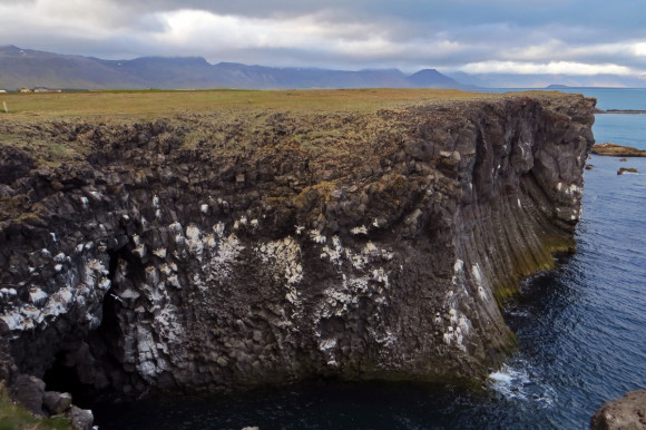 Nesting sea birds