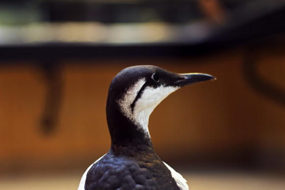 A very curious Guillemot!