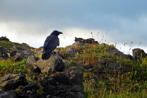 Beautiful Raven