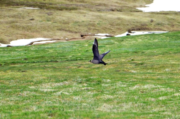 Arctic Skua