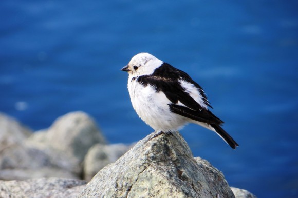 Snow Bunting