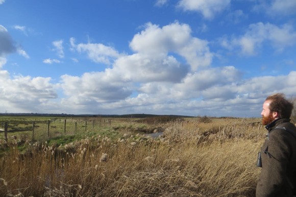 Rainham marshes