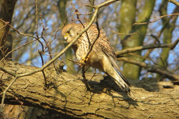 Kestrel