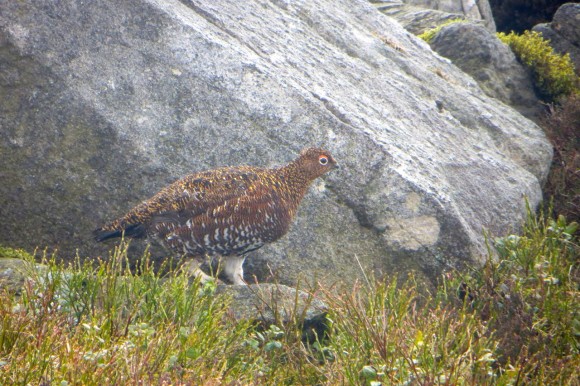 Red Grouse