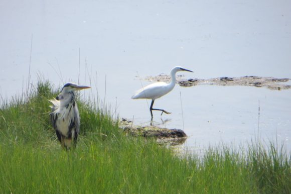 Heron & Egret living in harmony